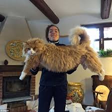 Hey we are a professional maine coon cattery in russia. American Maine Coons Weighing Up To 35ibs Become Internet Hit Daily Mail Online
