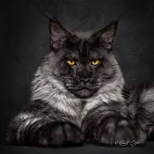 Our kittens are raised in our home and are loving. Black Smoke Maine Coon Cat Breeders Baby Cuddling Kitten