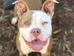 We are located directly across the street from the convention center at 510 ne mlk blvd. Pin On Ohs Adoptions 22