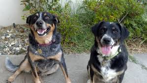 Welcome Ruby And Bingo The Jogging Dog Border collie/australian shepherd mix are awesome dogs! welcome ruby and bingo the jogging dog