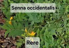 Image result for Pleioceras