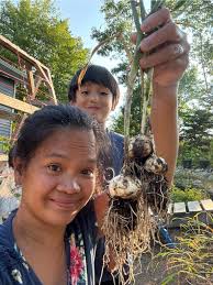 From 10 days a big difference Jan 19 to March 1st 2025 garlic