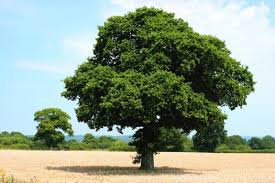 Turkey oak (quercus laevis) one of the most popular oaks to adorn gardens and parks alike. Oak Tree Varieties Lovetoknow