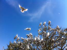 Dove is the holy spirit, christian trinity symbol. Doves As Symbols Wikipedia