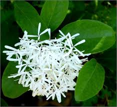 Image result for Chionanthus foveolatus