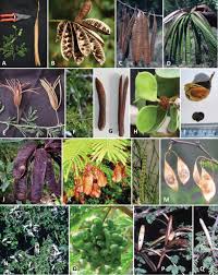 Image result for Gelrebia glandulosopedicellata