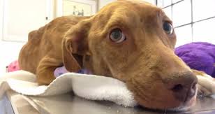 The good samaritan who found her brought her to guardian angel pet rescue and now she is this beauty. Abused Two Legged Tijuana Dog Finds Guardian Angels In California Life With Dogs