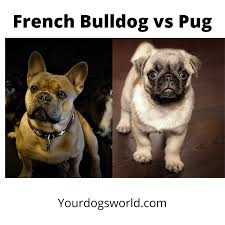 Let`s assume you are interested in purchasing a dog and you narrowed down your list to these two: Pug Vs French Bulldog Detailed Guide Your Dogs World