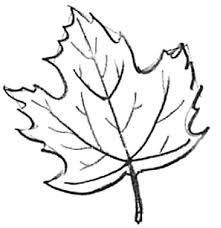 If you have a difficult shape to draw, first you must try to see how it is put together. How To Draw Maple Leaves Easy Leaf Step By Step Drawing Lesson How To Draw Step By Step Drawing Tutorials
