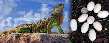 Iguana Tropikal Iklimde Yasayan Egzotik Bir Kertenkele Turudur Agaclarda Yasayan Iguanalarin Ortalama Yasam Suresi 19 21 Yildir T Tropikal Egzotik Hayvanlar