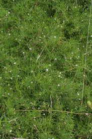 Image result for Psoralea glabra