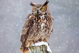 Maybe you would like to learn more about one of these? Fakta Menarik Burung Hantu Bertanduk Besar
