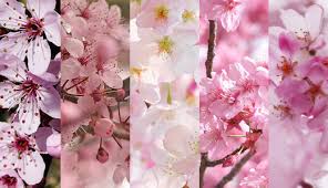 4.3 out of 5 stars 74. 50 Lovely Cherry Blossom Wallpapers To Brighten Your Desktop Naldz Graphics