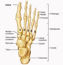 Image result for Foot Fracture