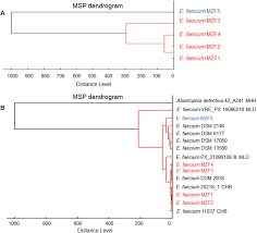 Enterococcus is a large genus of lactic acid bacteria of the phylum firmicutes. Frontiers Evaluation Of Probiotic Properties And Safety Of Enterococcus Faecium Isolated From Artisanal Tunisian Meat Dried Ossban Microbiology