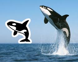 (carcharodon carcharias) breaching in an attack. Pin On Tshirtdesigns