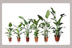 Image result for Strelitzia
