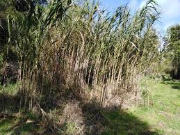 Image result for Phragmites karka