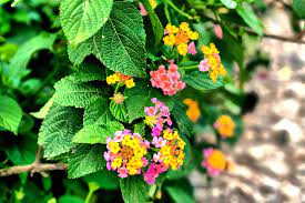 Dig Into Plants Miss Huff Lantana V2 Awf