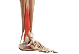 A calf muscle anatomy lesson. Plantar Flexion Function Anatomy And Injuries