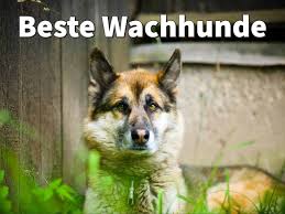 The kennels were clean and spacious, and the outdoor area is nice. Beste Wachhunde 5 Beschutzer Hunde Fur Haus Hof Familie