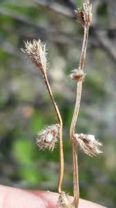 Image result for Scleria distans