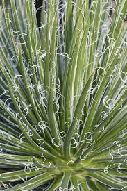 Image result for Grangea zambesiaca