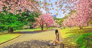 Dimana salju yang turun akan menjadi daya tarik. 7 Tempat Terbaik Untuk Melihat Bunga Sakura Di Jepang Tiket Com