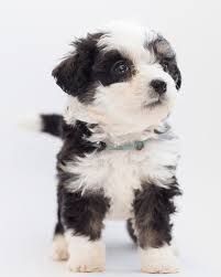 Do bernedoodles get along with other dogs? The Bernedoodle 9 Things You Need To Know