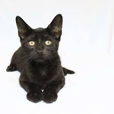 Welcome to the greatest and finest female cat names listing around since you've just discovered the most comprehensive female cat names record it's great when you own a female cat because she's like a little princess or a queen in your house. Black Cat Names From Ebony To Twilight Ranked By Popularity