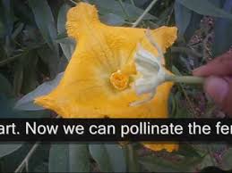 Self pollinating plants have complete flowers (i.e. Hand Pollinating Squash And Zucchini For Higher Yields Youtube