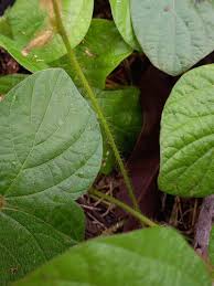 Image result for Calopogonium mucunoides