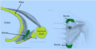Image result for Scapulothoracic Injection