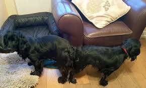 In most cases, the dog will remain in heat for an extra week after the bleeding stops. Understanding Dogs And Their Season Also Known As Heat Cycle Estrus Or Oestrus