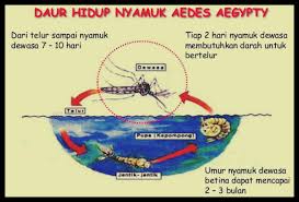 Itulah jumlah air bertakung yang diperlukan untuk nyamuk aedes membiak. Daur Hidup Nyamuk Siklus Fase Urutan Cara Berkembang Gambar