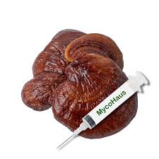 Image result for Ganoderma lucidum