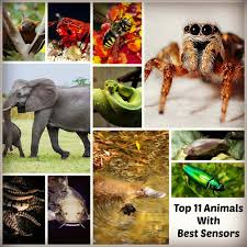 Top 11 Animals With Best Sensors See Hear Smell Taste