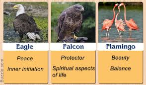Birds And Their Meanings Pretty Enthralling Bird Symbolism And Their Meanings Animal Spirit Guides Animal Medicine Bird
