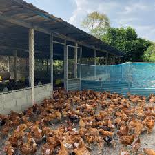 Browse the use examples 'reban' in the great malay corpus. Reban Ayam Dalam English