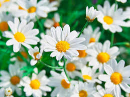 Native to asia, europe, australia and north america, this beautiful flower blossoms during early summers. How To Grow And Care For Chamomile Lovethegarden
