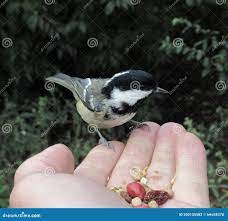 Little Tit Bird Sitting on a Hand and Eating Stock Photo - Image of seeds,  finch: 202135582