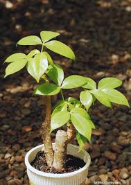 Money tree plant care in winter. Money Tree Plant Pachira Aquatica Meaning Growing And Care Guide Money Tree Plant Money Trees Trees To Plant