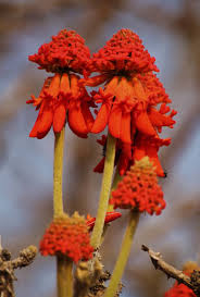 Image result for Erythrina zeyheri