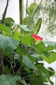 Image result for Stictocardia beraviensis