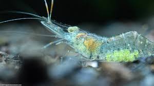 While several species are referred to by the same name, they can all be cared for in the same basic way. Ghost Shrimp Care Food Lifespan Habitat Video