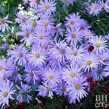 Cut down old flower stems. Pin On Handy Garden Plans Ideas