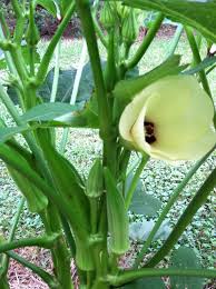 That's why it is called 'lady it is an annual perennial plant which grows up to 2 metre tall. Green Okra Aka Ladies Finger Planting Vegetables Vegetables Aquaponics