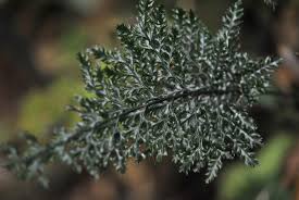 Image result for Abrodictyum