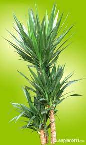 Yucca Plant Houseplant Care And Identification Houseplant411 Com Houseplant 411 How To Identify And Car Yucca Plant Care Yucca Plant Yucca Plant Indoor