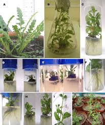 Image result for Salvia stenophylla